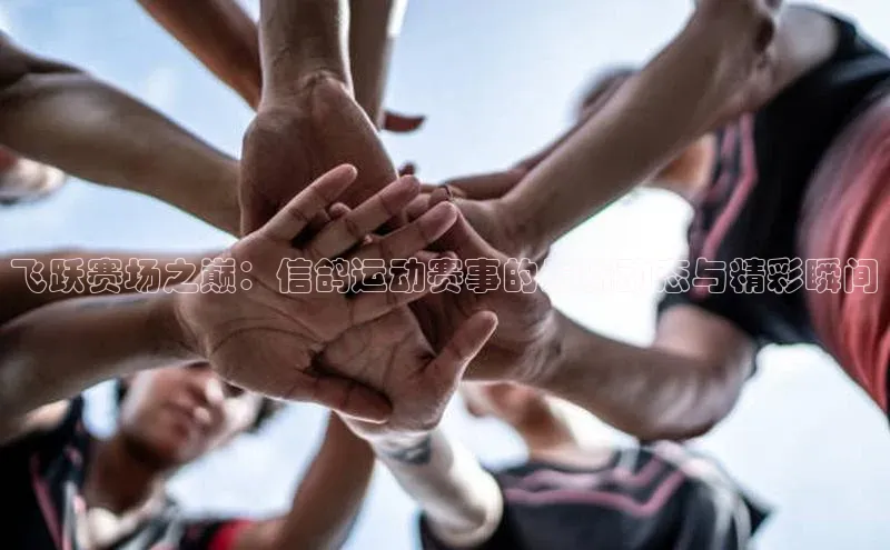 飞跃赛场之巅：信鸽运动赛事的最新动态与精彩瞬间